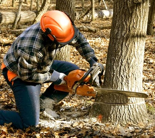 Tree Removal in Milam, TX